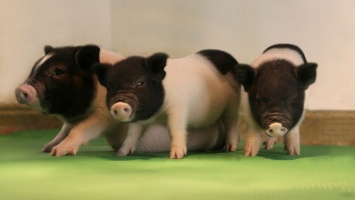 Ученые с помощью генетического редактирования избавили свиней от вирусов