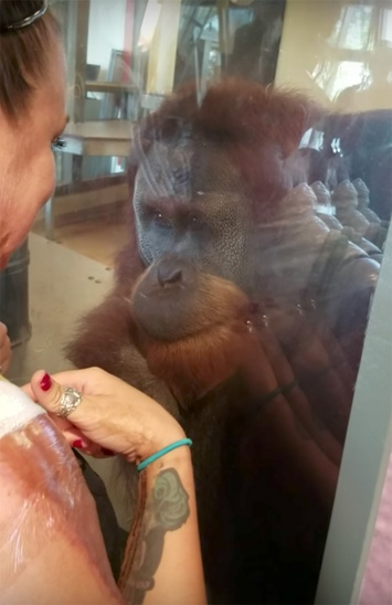 Реакция орангутана на ожоги посетительницы зоопарка ошеломила Интернет!