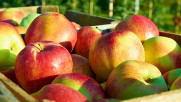 Шелковый путь и генетика помогли ученым найти родину яблок
