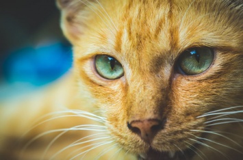 В Новосибирском зоопарке домашние кошки выкормили котят от хищников