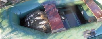 В Славянском районе совершен незаконный выловил рыбы на 32 тысячи гривен