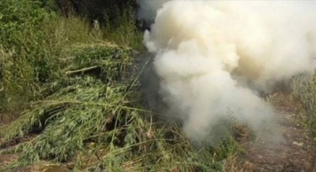 На Сумщине полицейские сожгли две «конопляные плантации»