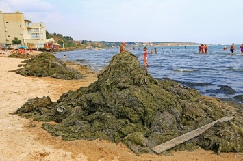 Вонь, грязь и кучи водорослей: экологическая катастрофа в Крыжановке