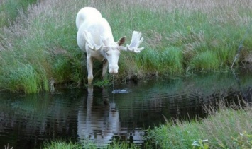 В лесах Швеции увидели редчайшего белого лося - видео