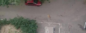 В Николаеве пес выпал из окна 9 этажа: в Центре защиты животных считают, что его выбросили (ФОТО)
