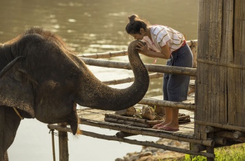 Поговорите со слоном: создан переводчик человеческой речи на слоновий язык