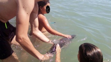 В Испании туристы до смерти замучили дельфиненка ради фото