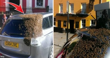 20 000 пчел 2 дня атаковали ее машину. Причина оказалась в багажнике