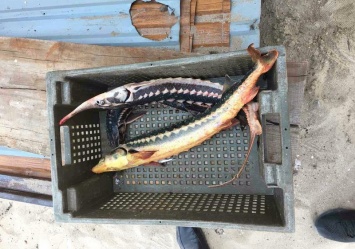 Браконьеры ловили краснокнижную рыбу в Одесской области