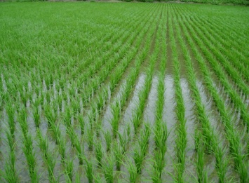 На Херсонщине были отравлены рисовые поля