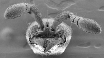 Ученые создали муравьев-мутантов
