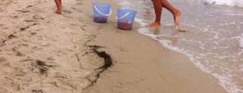 На херсонском морском курорте продают креветки с песком и мухами