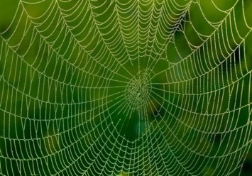 Ученые создали паутину с использованием графена