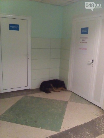 Ужасы областной больницы в Одессе: Собаки в коридоре и сплошная грязь (ФОТО)