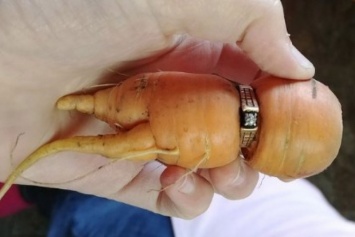 Канадка нашла потерянный 13 лет назад перстень на морковке