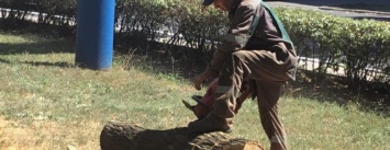 В Мариуполе спилили увядающие деревья. Жители против (ФОТО)