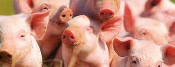 В Днепропетровской области свиньи снова умирают от африканской чумы