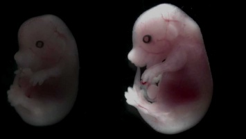 Эмбрионы самок уличили в активном уничтожении тканей самцов