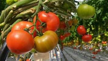 Биологи открыли ген, делающий помидоры большими