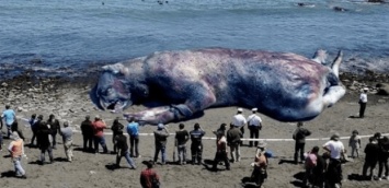 На пляже Юты нашли чудовище невиданных размеров