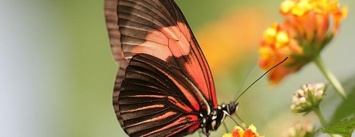Выставка живых бабочек откроется в Краматорске