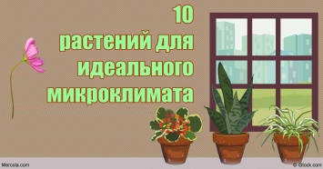 10 растений, которых хватит, чтобы воздух в квартире был идеальным