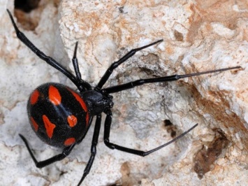 В Запорожье обострилась проблема ядовитых пауков: как уберечься