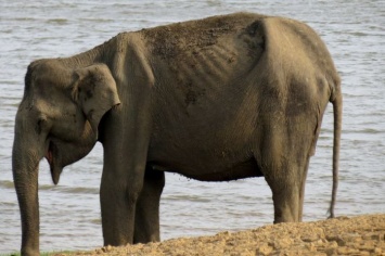 Уровень стресса у слонов можно измерить по их фекалиям