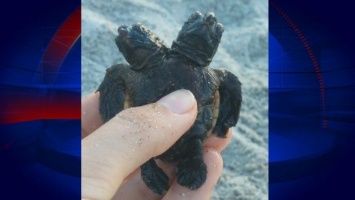 Во Флориде нашли двухголовую черепаху