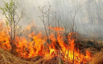 Под Запорожьем огонь перебросился с посадки на сад: пожарные приехать не могут