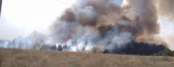 Лесной пожар близ Каменского ликвидирован