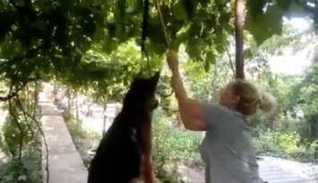 Полиция разбирается с одесситкой, которая подвесила на ошейнике собаку, чтобы отомстить мужу