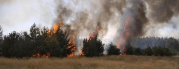 На восстановление выгоревшего леса вблизи Каменского нет средств