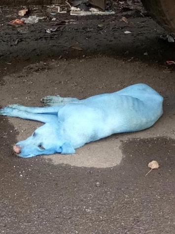 В Индии закрыли лакокрасочную фабрику, из-за которой местные собаки стали голубыми