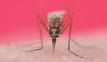 Ученые создали комара, который не будет кусать людей