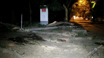 Напротив прокуратуры Одесского гарнизона упало дерево: есть травмированные