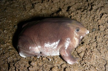 В Индии обнаружен новый вид подземных лягушек со «свиным пятачком»