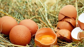 В Венгрии обнаружили ядовитые яйца