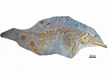 Обнаружен скелет ихтиозавра с зародышем внутри