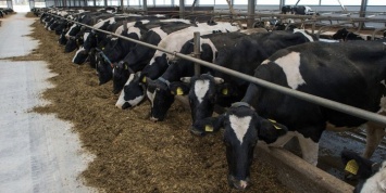 Danone перевезет 5000 коров из ЕС в Сибирь из-за российских контрсанкций