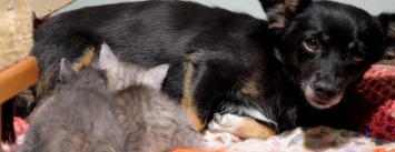 В Одессе собака стала заботливой мамой для двух котят (ФОТО)