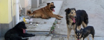 В Киеве свора бездомных собак терроризирует жильцов