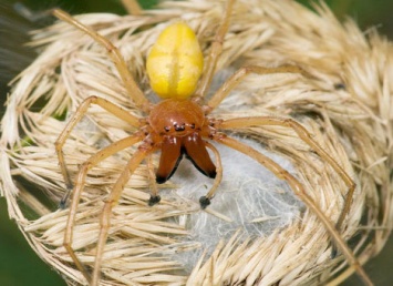 Днепропетровщину атакуют ядовитые пауки