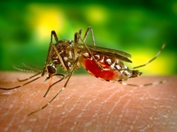 Опасные комары: в Полтаве обнаружили лихорадку Западного Нила