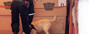 Пограничная собака обнаружила контрабанду в Черноморском порту (видео)