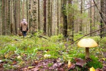 На Черниговщине в лесах теряются грибники
