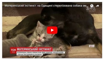 На Одесщине дворняга выкормила двух котят-сирот