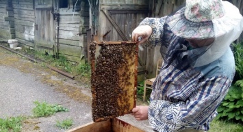 На Сумщине люди пожаловались на пчел