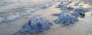 Одесское побережье атаковали медузы, которые жалят глаза (ФОТО)