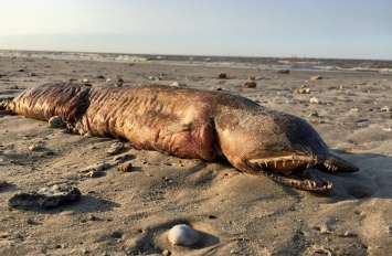 Ураган "Харви" вынес на техасский пляж загадочное существо с острыми зубами (+2фото)